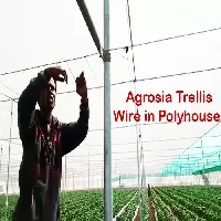 Polyhouse and Greenhouse