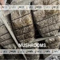 Black Round Mushroom Cultivation Racks Wire, 3mm