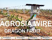 Dragon Fruit Trellis Wire